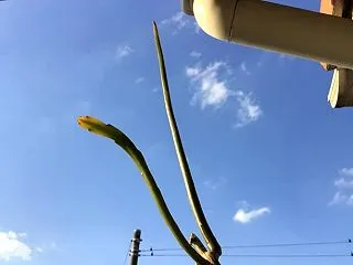 秋空に伸びる歌麿呂美人のシュート