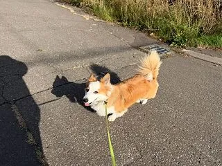 認知症予防に