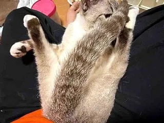 コゲコゲ娘猫、珍妙開花 20261018
