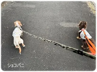 夕方のお散歩いったよ