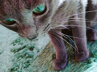 マロンの膀胱炎