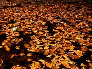 夜に紅葉を撮ったけど…失敗しました。