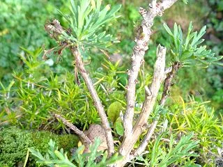 冬支度～室内移動の鉢植えの植物ポット植え…