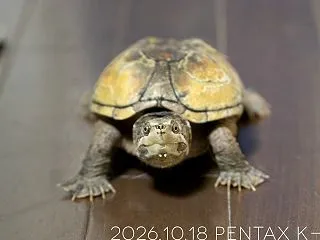 そんなお年頃。