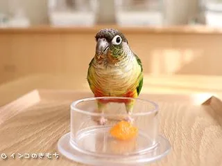 みかん