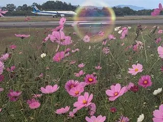 飛行機＆コスモス(^o^)