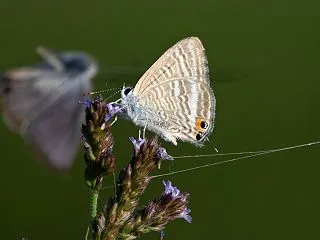 ウラナミシジミさん。