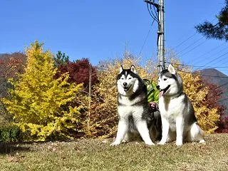 辰之介の日々 2019年11月（家に来て…