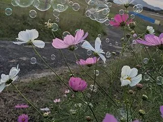 コスモス＆シャボン玉(^o^)