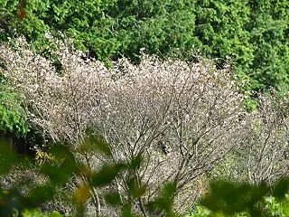 四季桜