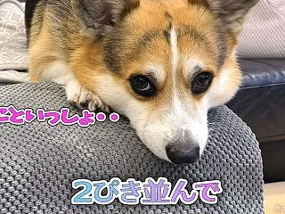 ２ぴきの並び