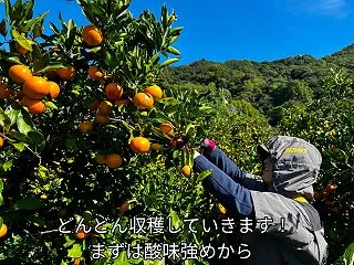 ゆらわせみかん、収穫始まりました！