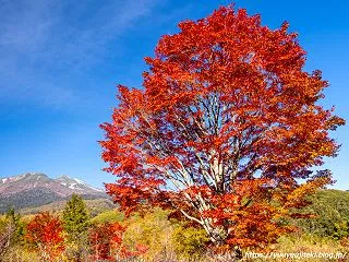 乗鞍高原の紅葉：２０２６年１０月１５日