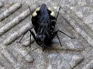 アトジロサシガメ