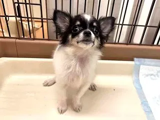 「ライム」 チワワ オス