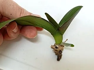 ミニ胡蝶蘭といちご