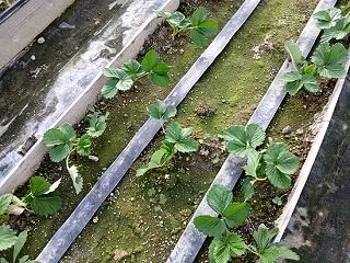 2番のセルフ検鏡