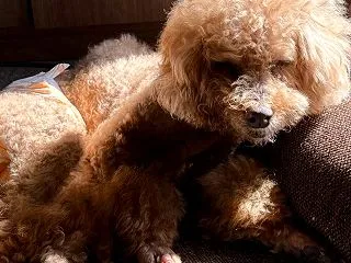 日向ぼっこだワン
