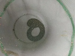 マムシを捕獲（閲覧注意）