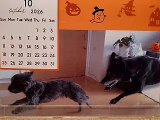ハロウィンだけどハロウィンじゃない【犬の…