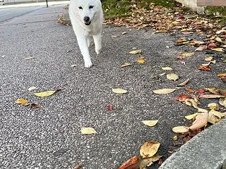 秋らしい風