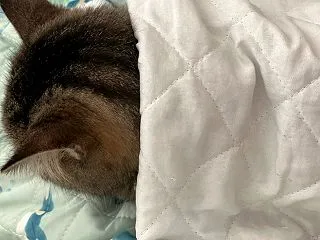 【日々】ぼんちゃんが側にいてくれて嬉しい