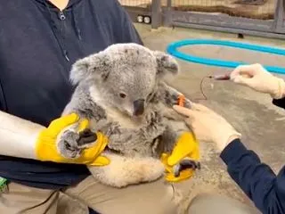 【多摩動物公園】コアラのあずまさん 採血…