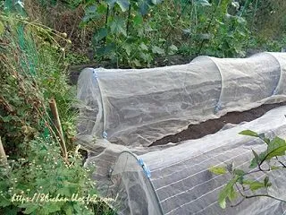 最低気温６℃、急遽、秋冬野菜の種蒔 