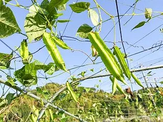 タカキビの陰で育つ雪菜