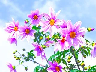 感動の無農薬生姜ティー体験💖