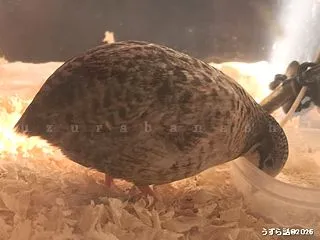 二ヵ月 大人になりました！#ヒメウズラ