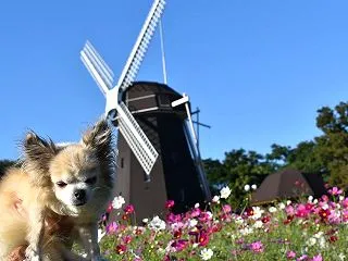鶴見緑地公園 2026.10（大阪市鶴見…