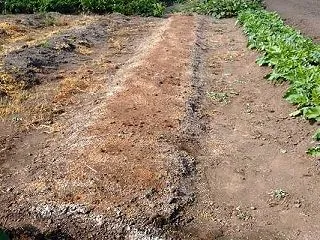 超極早生玉ねぎの畝作りと中晩成種の土作り…
