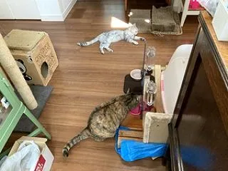 ナナの薬
