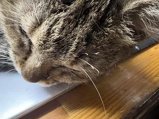 カセットコンロで鍋🎵 猫が突撃して眉毛が…