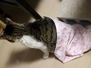 ガーゼケット