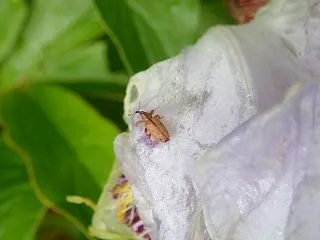 トネリコアシブトゾウムシ