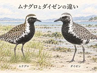 ムナグロとダイゼンの違いとは？冬羽・夏羽…