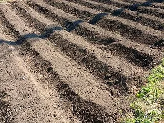 ニンニク、タマネギの植え付け準備完了