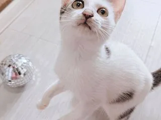 里親様募集中