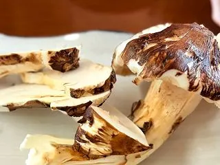 【信州栗旅】松茸山 山小屋で松茸尽くし！