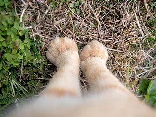 ネコニナール