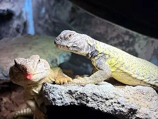 ディスパーな二匹