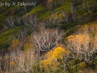 雨の栂池自然園