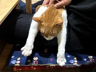 看板猫のいるお店で猫飲み (2504-3…