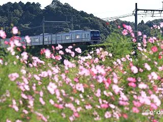 コスモス街道？大佐倉にて