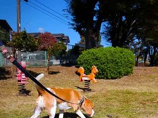 今日のおさんぽ。
