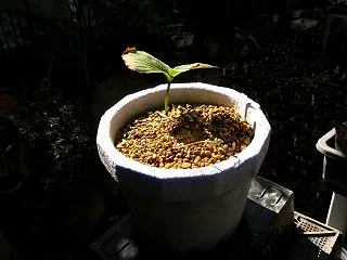 タイワンクマガイソウの植替え～♪