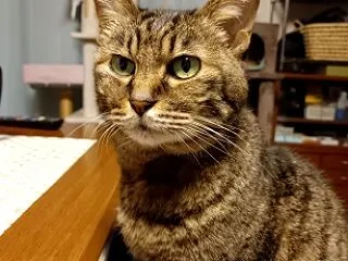 ありがとう、またね