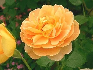 今日生まれのあなたは！10月19日！誕生…